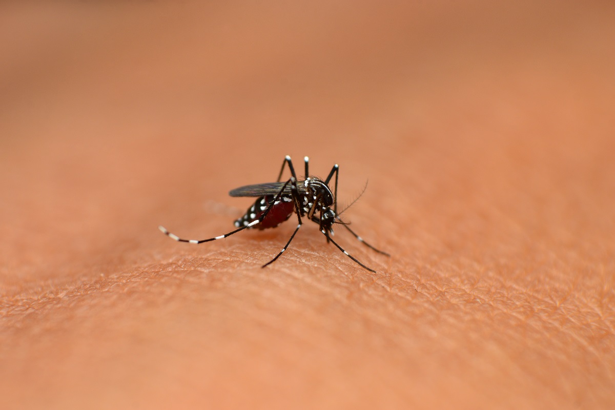 Os mosquitos podem ser muito incômodos e transmitir doenças - Reprodução AdobeStock