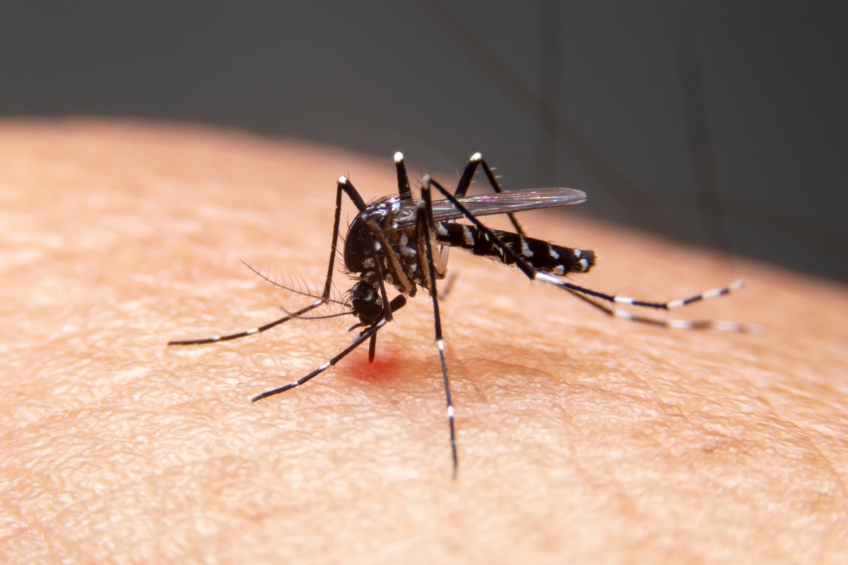 Os mosquitos são um dos maiores incômodos para ambientes residenciais - Reprodução AdobeStock