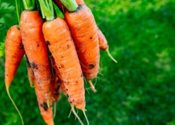 Cenouras recém-colhidas com brotos naturais penduradas em ambiente verde.