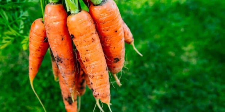 Cenouras recém-colhidas com brotos naturais penduradas em ambiente verde.