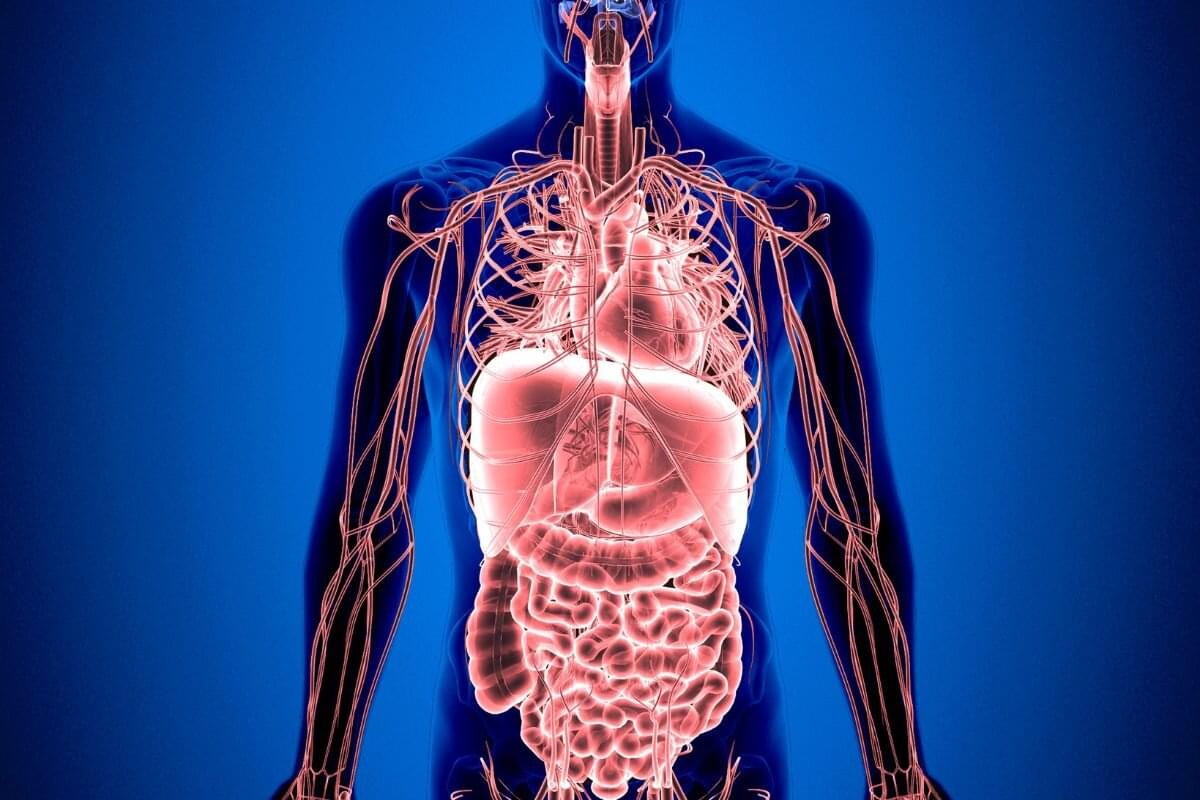 minerais mais importantes para o corpo - Reprodução Canva