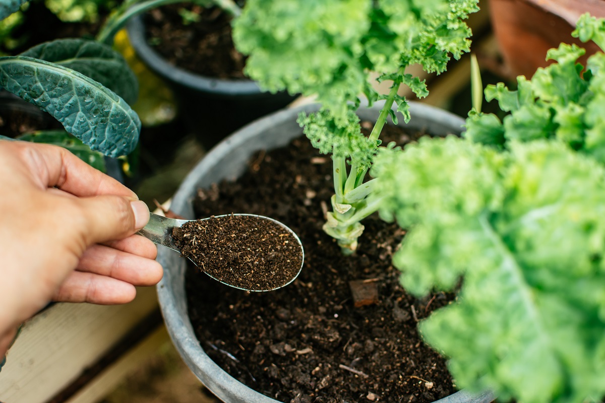 Fazer adubo para as plantas é uma forma de reaproveitar os alimentos - Reprodução AdobeStock
