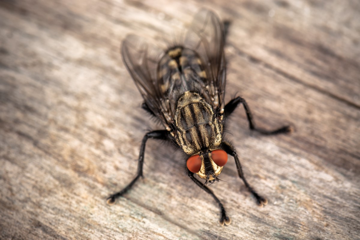 Mosca - Reprodução Adobe Stock