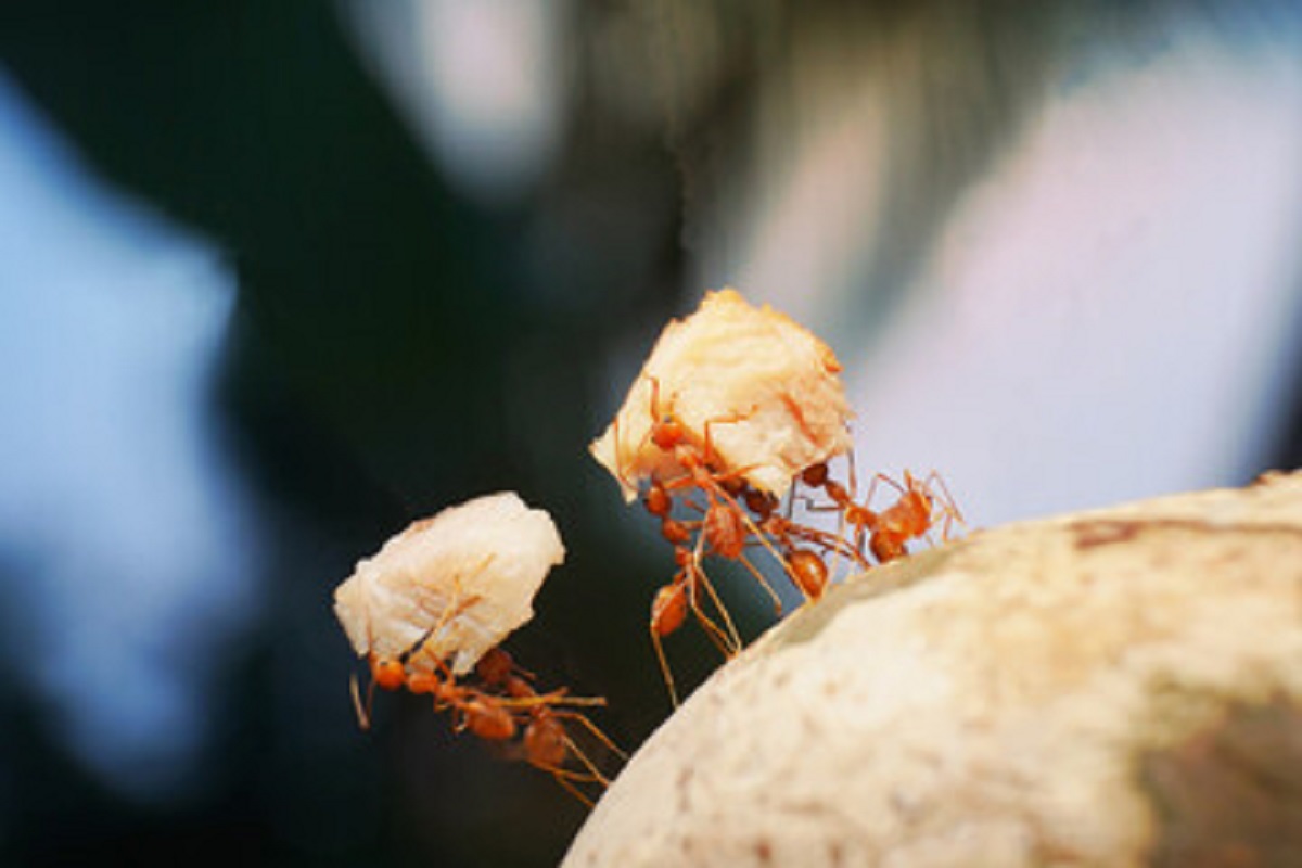 Formigas - Reprodução Adobe Stock