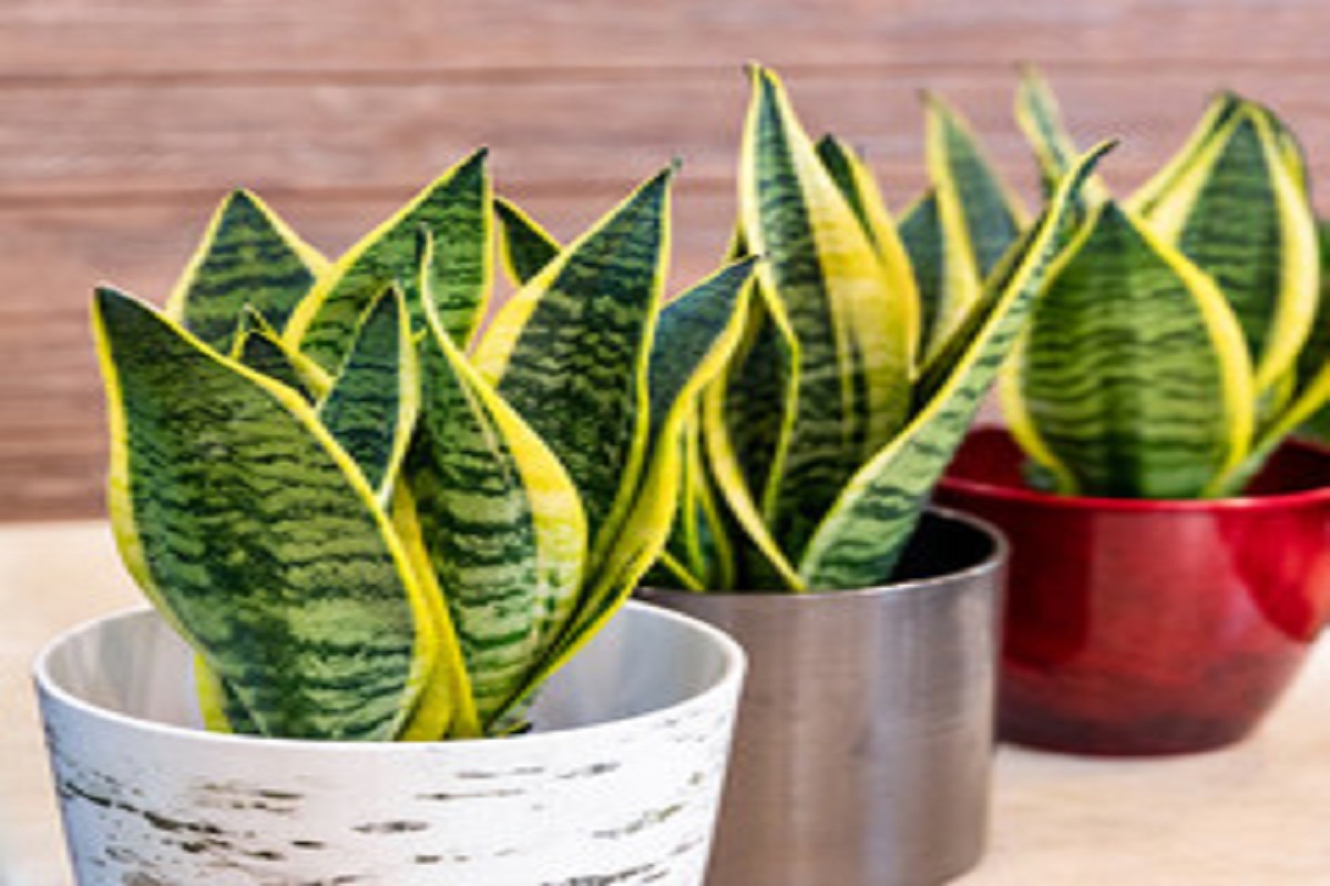Plantas que purificam o ar - Reprodução Adobe Stock