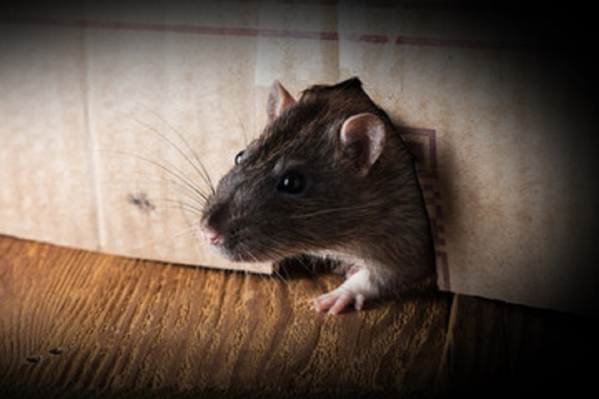 Evite ratos em casa com esta dica simples