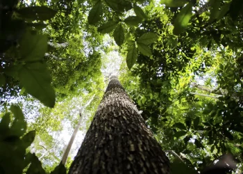 Confira os detalhes dos Concursos Ambientais; Imagem: Agência Brasil