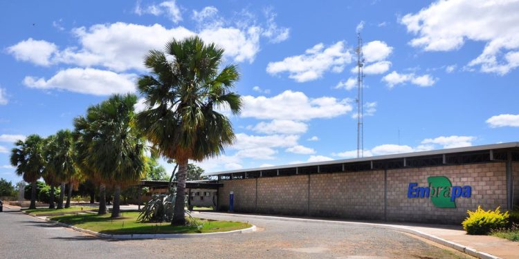 Concurso Embrapa tem avanços! Imagem: Agência Brasil