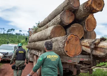 MGI autoriza novo concurso Ibama! Imagem: Agência Brasil