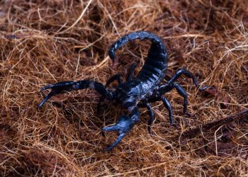 Naftalina Espanta Escorpião?