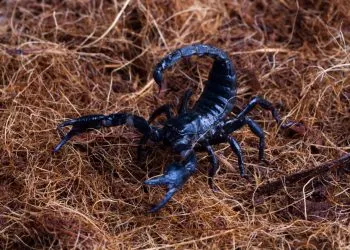 Naftalina Espanta Escorpião?