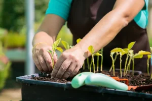 Mãos cultivando mudas em horta doméstica.