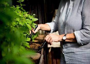 Cultivo doméstico de ervas medicinais com ferramentas de jardinagem.