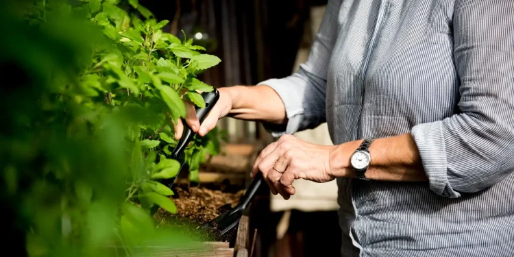 Plantas que desincham: Aprenda a cultivar ervas poderosas em casa 1 Cultivo doméstico de ervas medicinais com ferramentas de jardinagem.
