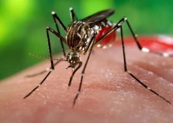 Mosquito Aedes aegypti sugando sangue humano, vetor do vírus Zika.