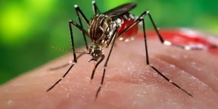 Mosquito Aedes aegypti sugando sangue humano, vetor do vírus Zika.