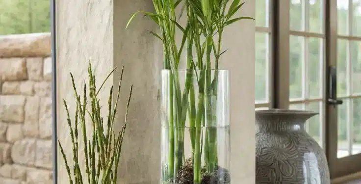 Imagem destacada Dia do Bambu: transforme seus ambientes com o poder do bambu da sorte