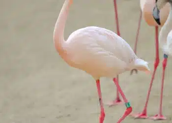Imagem destacada Como os flamingos ficam horas em pé sobre uma única perna sem se cansar