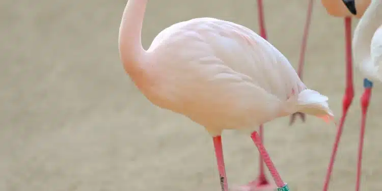 Como os flamingos ficam horas em pé sobre uma única perna sem se cansar 1 Imagem destacada Como os flamingos ficam horas em pé sobre uma única perna sem se cansar