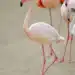 Como os flamingos ficam horas em pé sobre uma única perna sem se cansar 9 Imagem destacada Como os flamingos ficam horas em pé sobre uma única perna sem se cansar