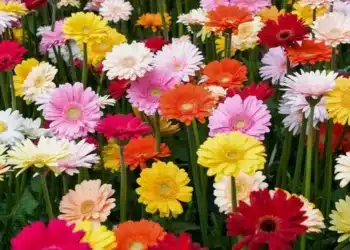 Imagem destacada Flores da Primavera: Espécies Lindas e Fáceis para Colorir Seu Jardim