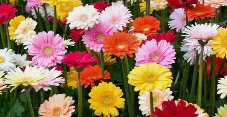 Imagem destacada Flores da Primavera: Espécies Lindas e Fáceis para Colorir Seu Jardim