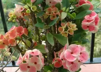 Imagem destacada Verde em alta: as plantas que vão transformar sua casa em