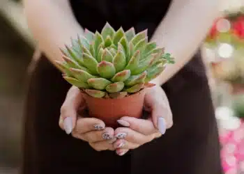 Imagem destacada Rega sem Mistério: domine a arte de hidratar suas suculentas
