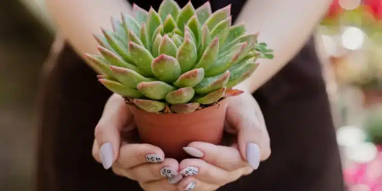 Imagem destacada Rega sem Mistério: domine a arte de hidratar suas suculentas