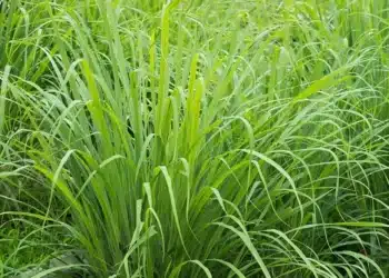 Imagem destacada Jardim sem parasitas: plantas que atraem carrapatos e alternativas seguras