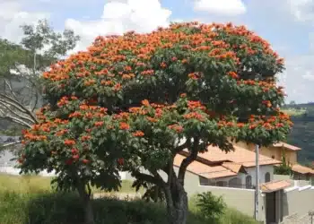 Imagem destacada Espatódea: por que a ‘planta assassina’ foi proibida em Santa Catarina — evite multa de R$