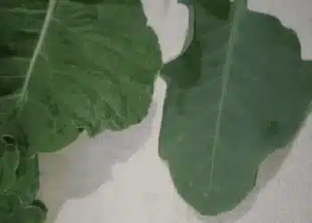 Imagem destacada Falsa couve: como reconhecer a planta venenosa que provocou uma tragédia