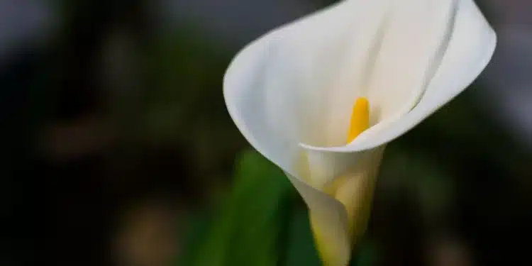 Decoração perigosa: 10 plantas venenosas que você pode ter em casa 1 Imagem destacada Decoração perigosa: plantas venenosas que você pode ter em casa