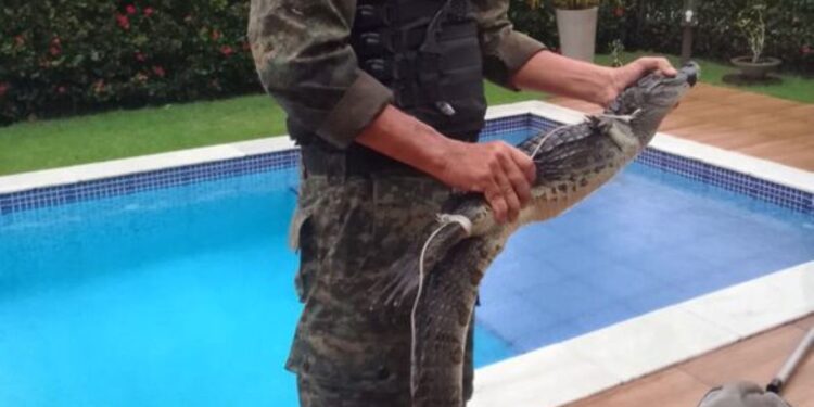 Jacaré é encontrado em piscina de condomínio em Aldeia, Camaragibe