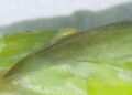Interceptação de aspargos contaminados destaca risco da praga Prodiplosis longifila ao agronegócio brasileiro