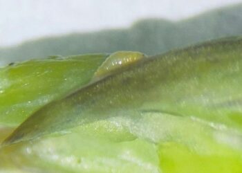 Interceptação de aspargos contaminados destaca risco da praga Prodiplosis longifila ao agronegócio brasileiro
