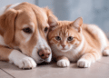 Projeto de Lei 206/26: Pena para Maus-Tratos a Cães e Gatos Pode Aumentar para até 8 Anos
