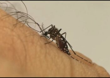 El Niño mais intenso: Ministério da Saúde alerta para aumento de dengue e chikungunya no Brasil