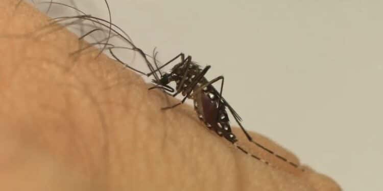 El Niño mais intenso: Ministério da Saúde alerta para aumento de dengue e chikungunya no Brasil