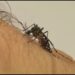 El Niño mais intenso: Ministério da Saúde alerta para aumento de dengue e chikungunya no Brasil